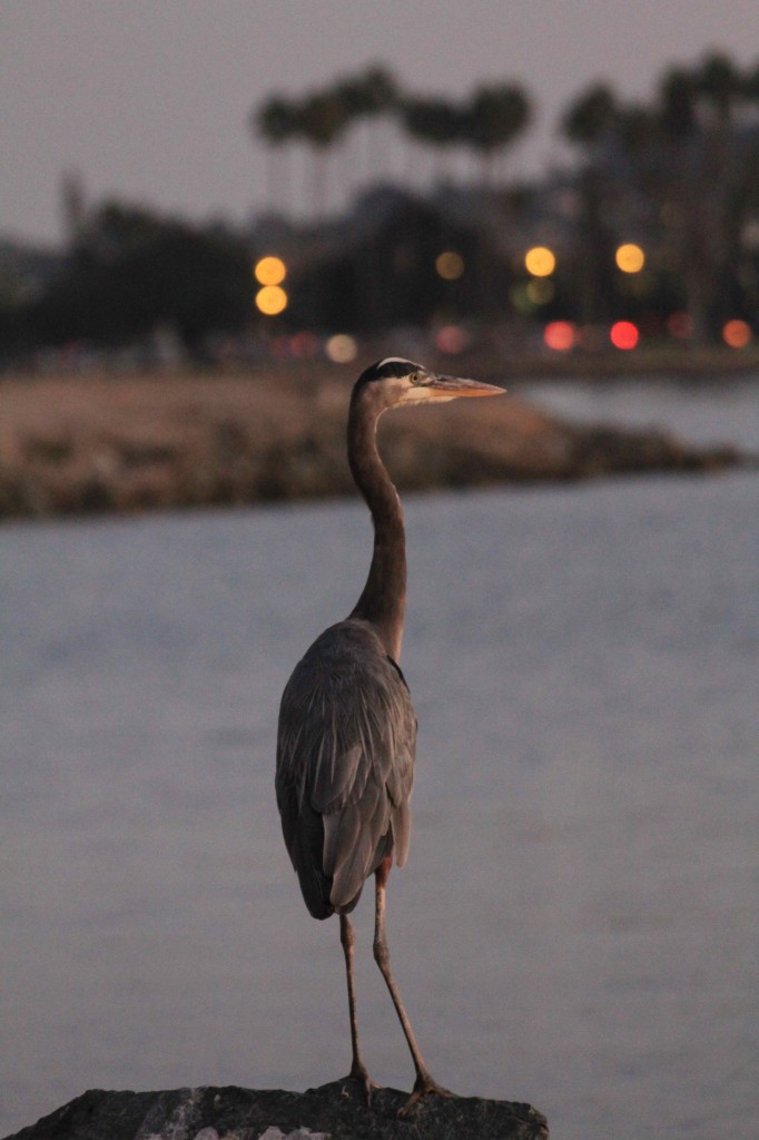 A Great Blue Heron hunts for fish at the edge of the lagoon at Paradise Point Resort & Spa.