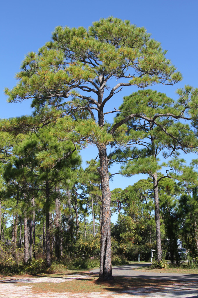 Towering slash pines are everywhere in the nature preserve, once tapped for the defunct local turpentine industry.