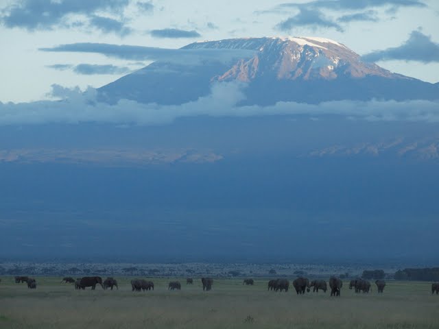 Large herds of elephants are dwarfed by Mount Kilimanjaro in the background in Ambroseli.