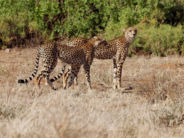 A pair of cheetahs goes hunting with absolutely no concern for the safari vehicles tagging along behind them. They have much smaller heads than the leopards but a much higher cruising speed. ©Kevin Revolinski
