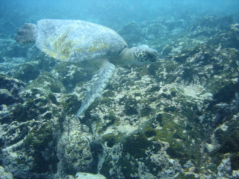Galapagos life is fascinating underwater as well as on land.