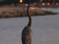 A Great Blue Heron hunts for fish at the edge of the lagoon at Paradise Point Resort & Spa.