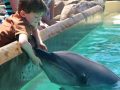 Making a friend at Sea World with a Dolphin Encounter.