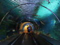 Get up close and personal with a top predator at Sea World's Shark Encounter.