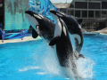 The orcas at Sea World.