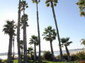 Towering Palms silhouetted against the sunset at Paradise Point Resort & Spa.