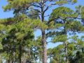 Towering slash pines are everywhere in the nature preserve, once tapped for the defunct local turpentine industry.