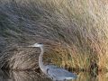 IMG_4798
