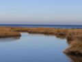 The marshes here are aquatic nurseries bursting with life.