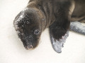 Baby-sea-lion-on-beach