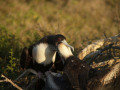 Boobie-feeding-young