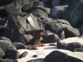 Eagle-feeding-on-beach