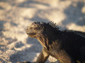 Marine iguanas are the only species that swim for their supper. They are vegetarians.