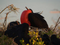 The male frigatebird inflates his red throat pouch during the mating season.
