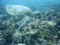 Sea-turtle-wide