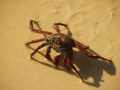 crab