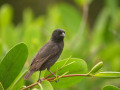 finch