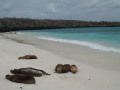 Sea lions own the beaches.